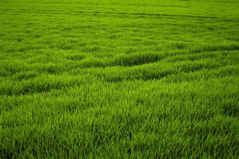 grass green background|500,000+ Free Green Grass Background & Green Images .